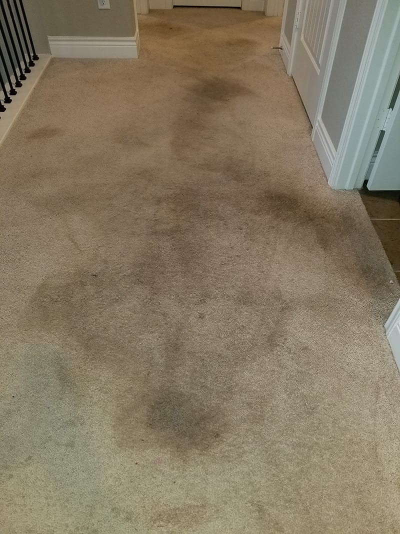 Before The Carpet Cleaning Process