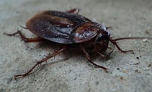 how to eliminate house beetles